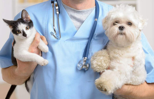 Essential Pet Health Inspections